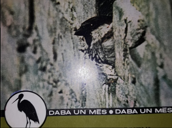 Putni pilsētā