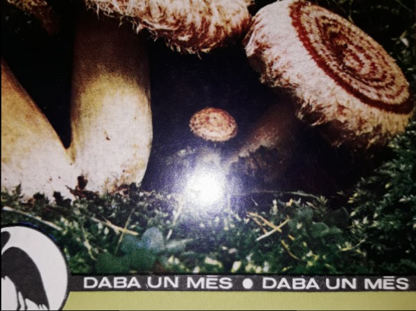 Sēnes