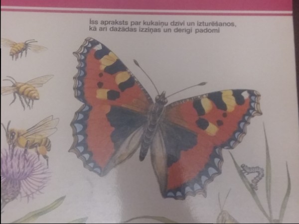 Kukaiņu dzīve