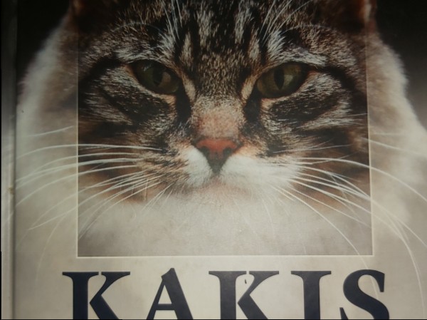 Kaķis tuvplānā