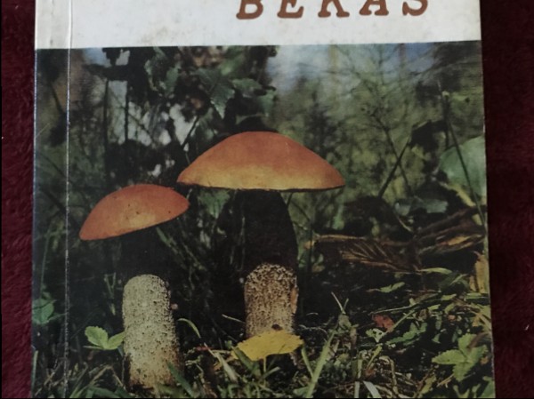 Bekas