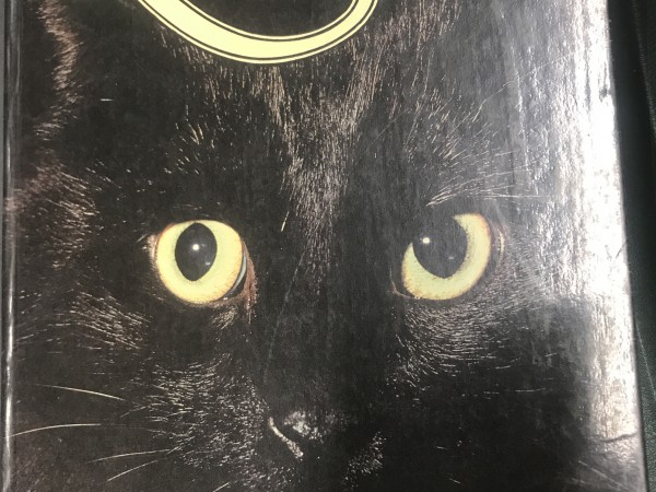 Кошки
