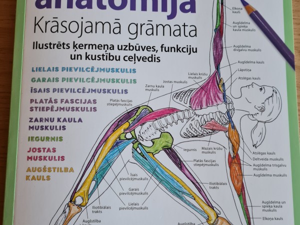 Jogas anatomija