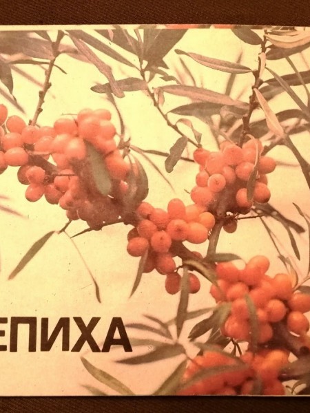 Облепиха