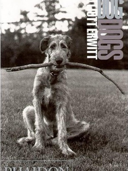 Dog Dogs