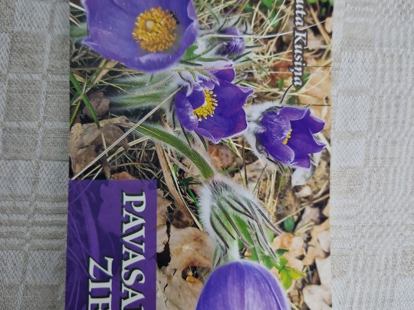 Pavasara ziedi