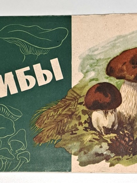 Грибы