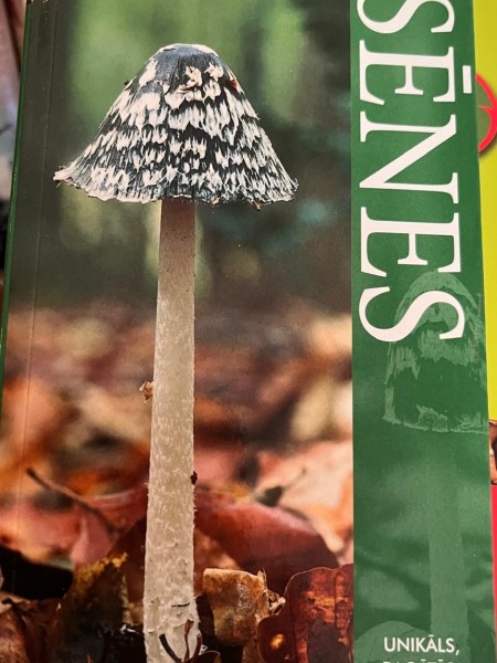 Sēnes