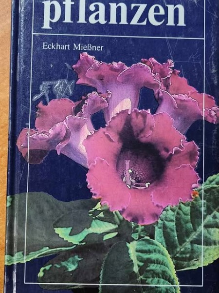 Zimmer pflanzen