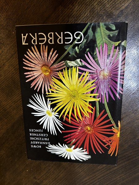 Gerbera