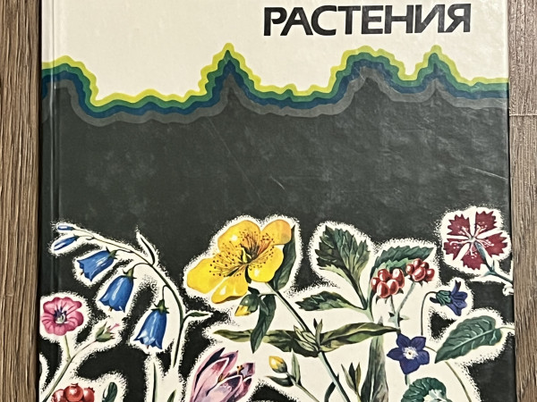 Лесные травянистые растения